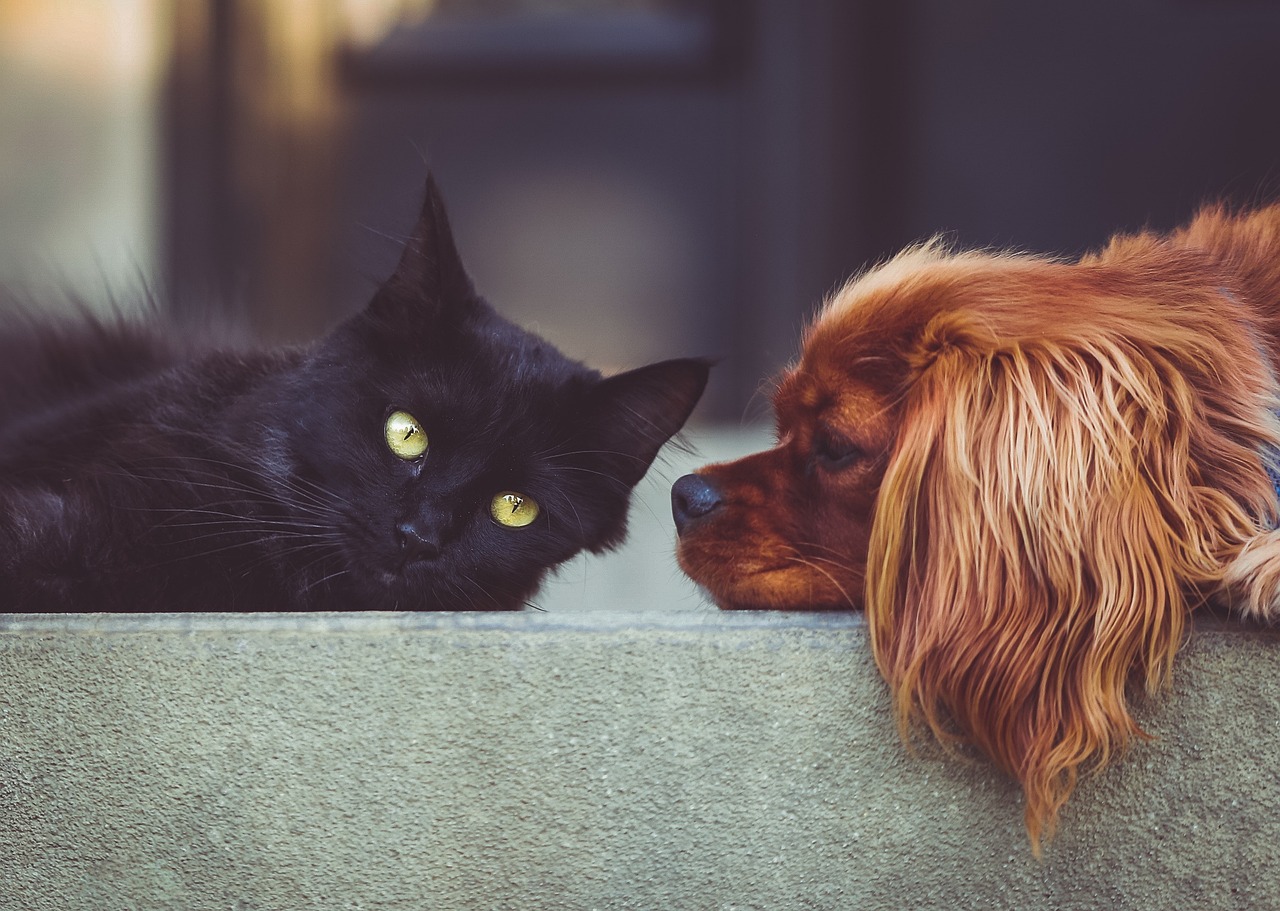 veterinary clinic Colombo